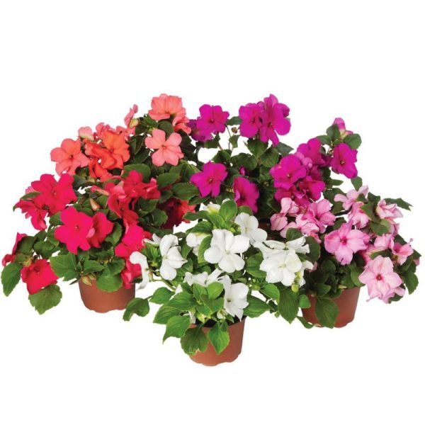 Impatiens Imara XDR Pastel Mix F1 Seed Fashion - Image 3