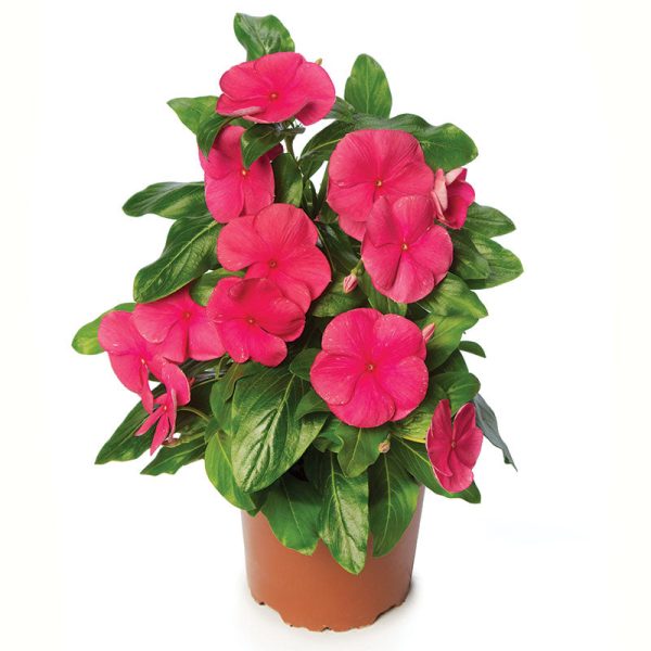 Vinca Cora Cascade XDR Punch F1 Seed For Cheap - Image 3