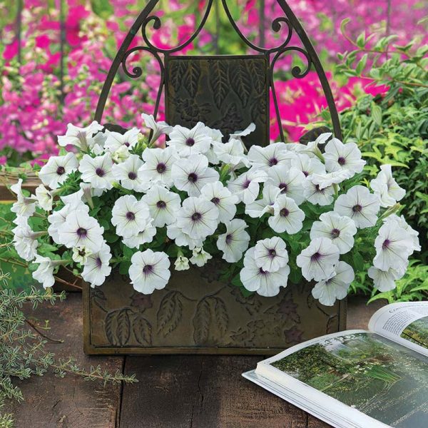Petunia Trilogy Silver Blotch F1 Seed Sale - Image 3