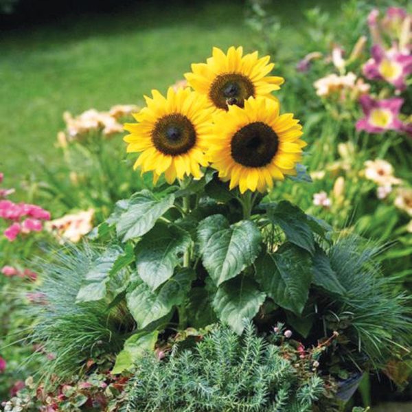 Sunflower Bert® F1 Seed For Cheap - Image 3