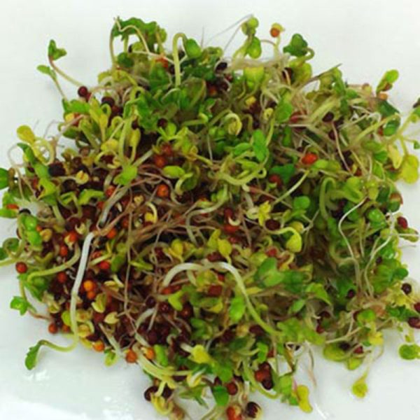 Broccoli Sprouts Organic Seeds Hot on Sale