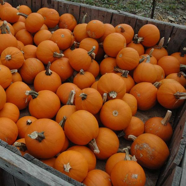 Pumpkin Apprentice F1 Seed Online - Image 5