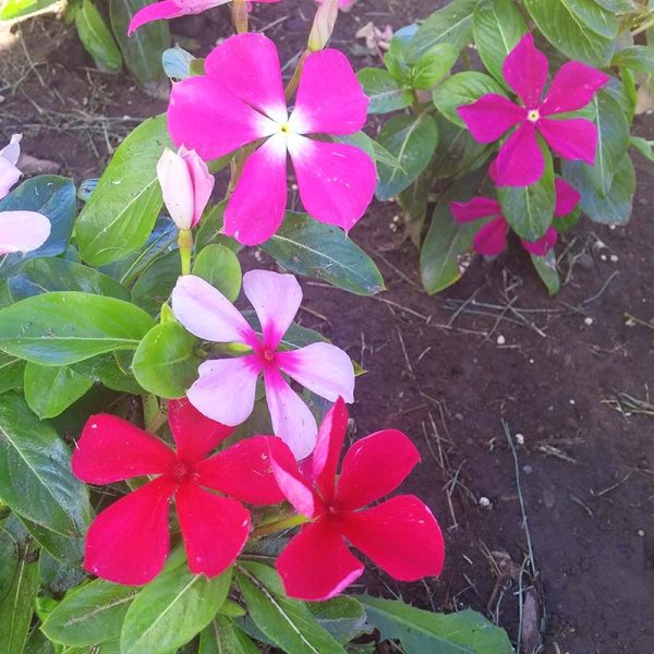 Vinca Pacifica XP Mix Seed For Discount - Image 2