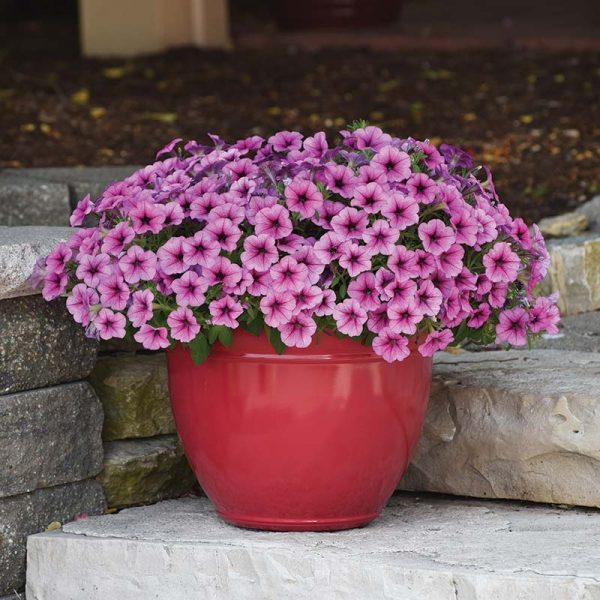Petunia Easy Wave Rose Fusion F1 Seed Online Hot Sale