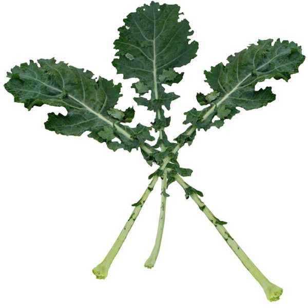 Kale White Russian Seed Sale