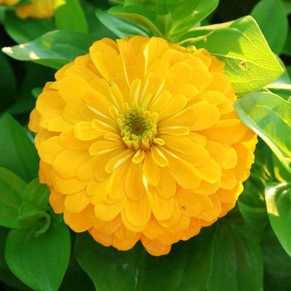 Zinnia Magellan Yellow F1 Seed For Sale