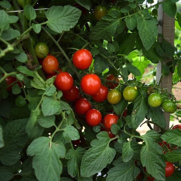 Tomato Nature s Bites F1 Seed Cheap - Image 2