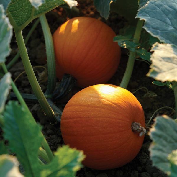 Pumpkin Jack Sprat F1 Seed Online Sale - Image 3