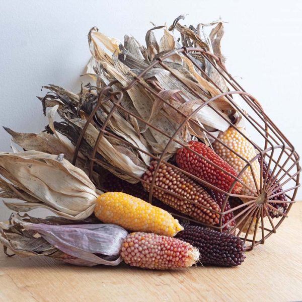 Ornamental Corn Strawberry De-Lite Seed Discount