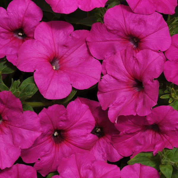 Petunia Easy Wave Neon Rose F1 Seed Sale - Image 3