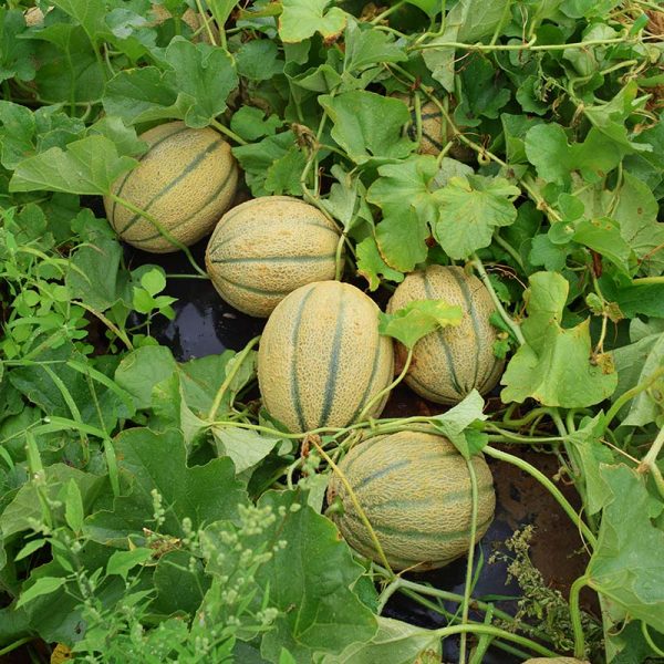 Melon Afterglow F1 Seed Discount - Image 2
