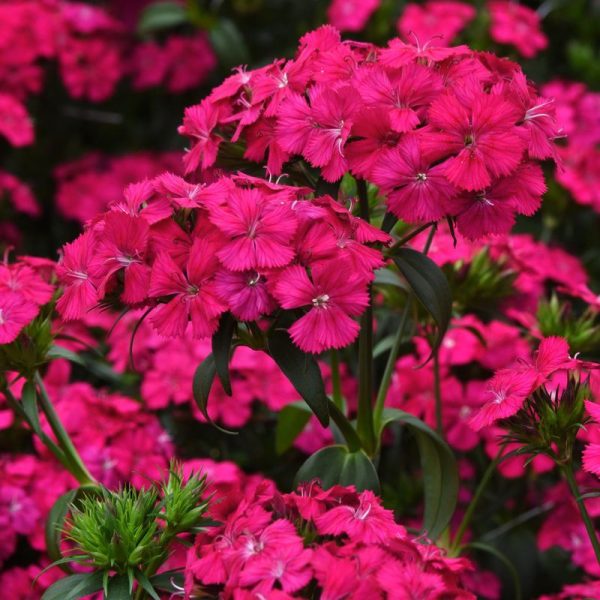 Dianthus Amazon Neon Cherry F1 Seed For Cheap