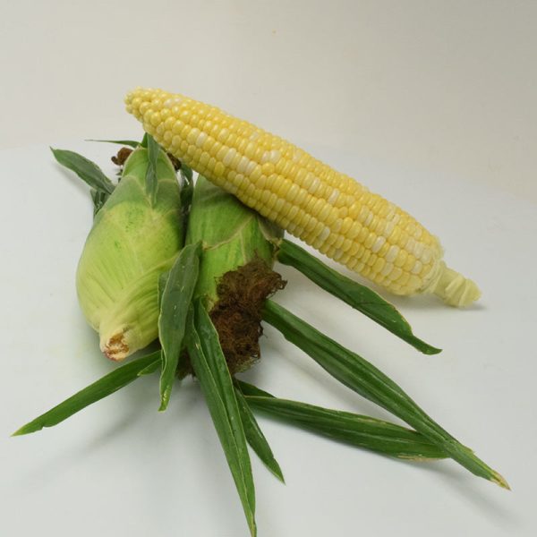 Sweet Corn Latte F1 Seed Online Hot Sale - Image 2
