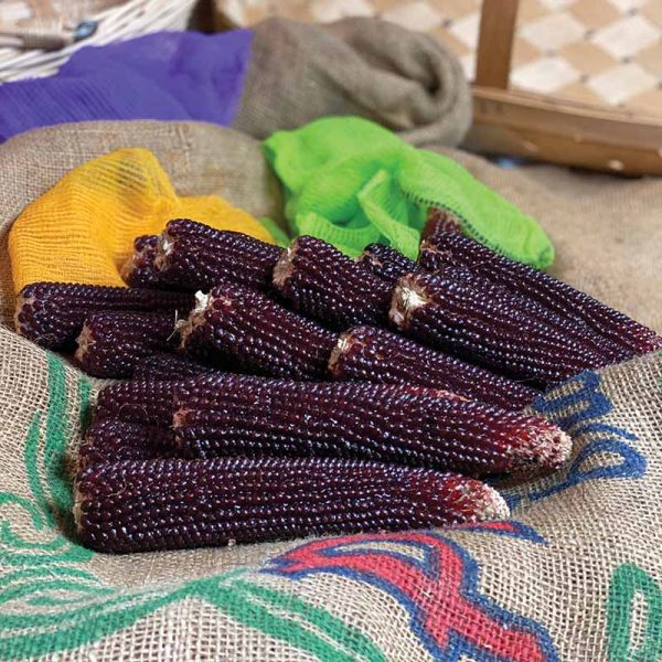 Ornamental Corn Ruby Red F1 Seed Discount