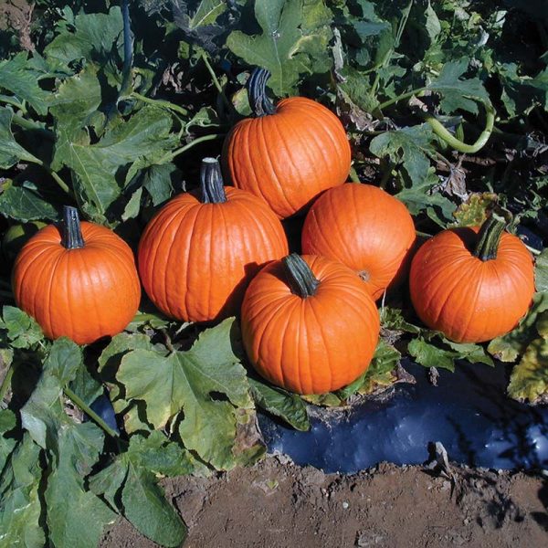 Pumpkin Magician F1 Seed For Discount - Image 2