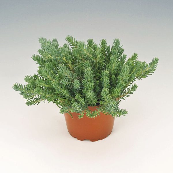 Sedum Oracle Seed Sale - Image 4