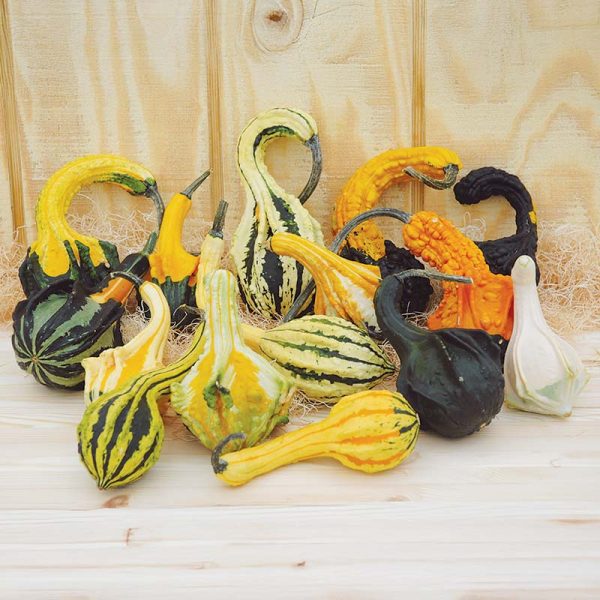 Gourd Autumn Wings Blend Seed Sale