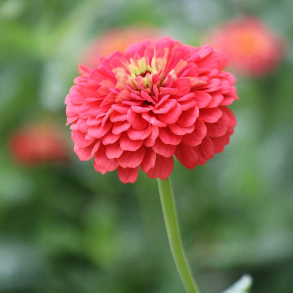 Zinnia Benary s Giant Coral Seed Cheap