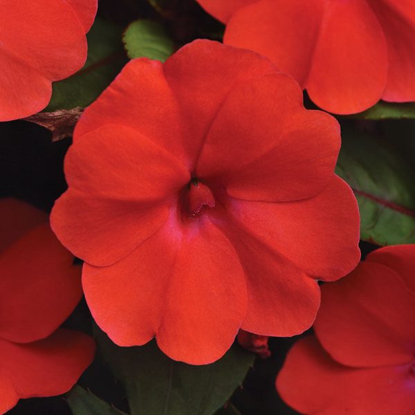 Impatiens Solarscape Orange Burst F1 Seed For Cheap