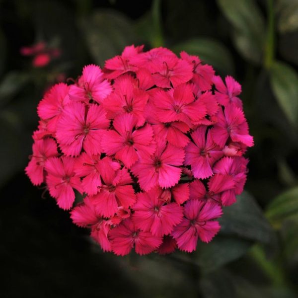 Dianthus Amazon Neon Cherry F1 Seed For Cheap - Image 2