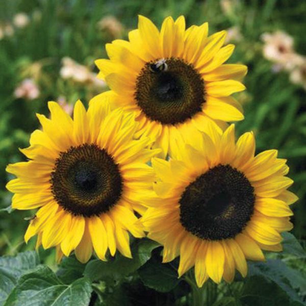 Sunflower Bert® F1 Seed For Cheap - Image 2