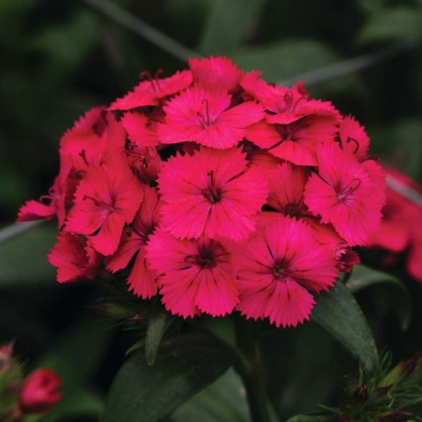 Dianthus Amazon Neon Cherry F1 Seed For Cheap - Image 3