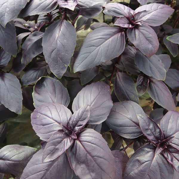 Basil Prospera Red F1 Organic Seed For Cheap