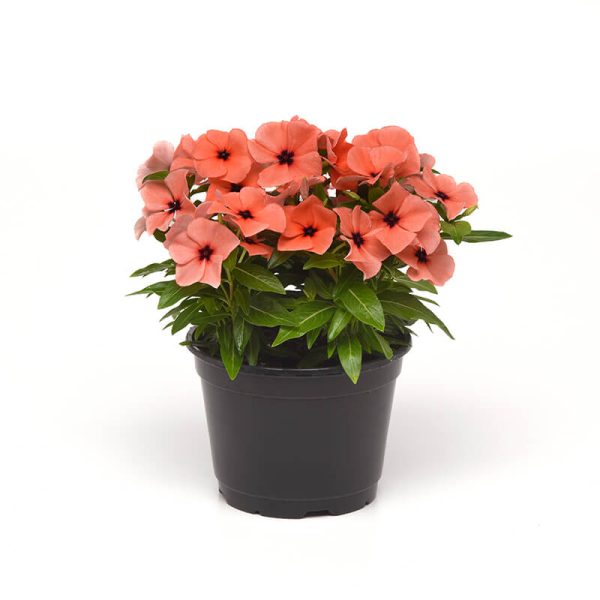 Vinca Tattoo Orange  Seed Hot on Sale - Image 2