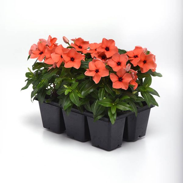 Vinca Tattoo Orange  Seed Hot on Sale - Image 3