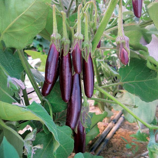 Eggplant Little Fingers Organic Seed Supply