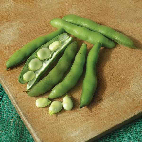 Bean Broad Improved Long Pod Seed For Sale