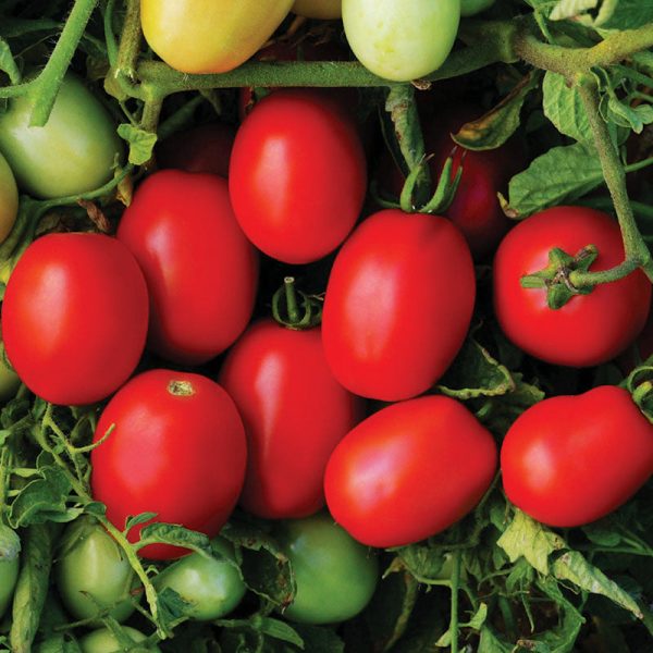 Tomato Pony Express F1 Live Plants on Sale - Image 4