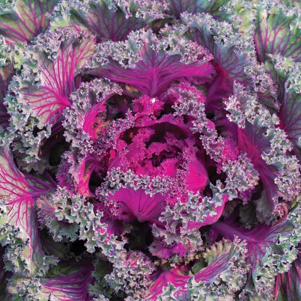 Kale Rainbow Candy Crush F1 Seed Hot on Sale - Image 4