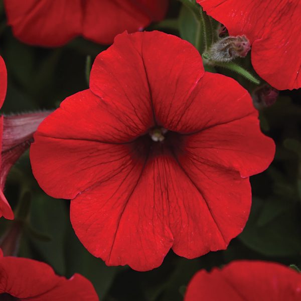 Petunia E3 Easy Wave Red F1 Seed For Sale - Image 2