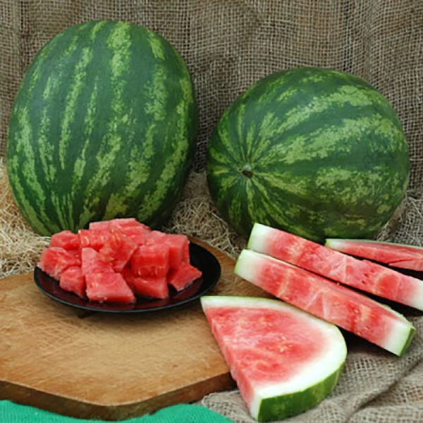 Watermelon Crunchy Red F1 Seed Supply - Image 3