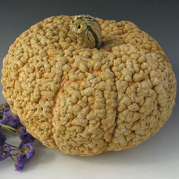 Squash Galeaux d Eysines Seed For Discount - Image 2