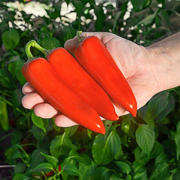 Pepper Darling F1 Seed For Discount