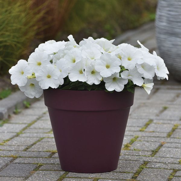 Petunia E3 Easy Wave White F1 Seed Hot on Sale - Image 2