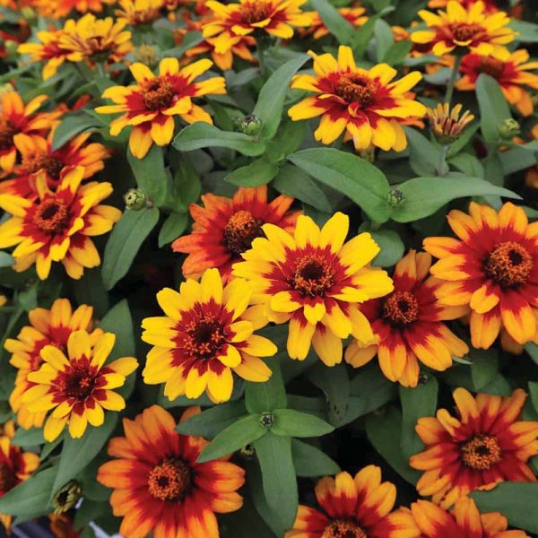 Zinnia Profusion Red Yellow Bicolor Seed Online - Image 3