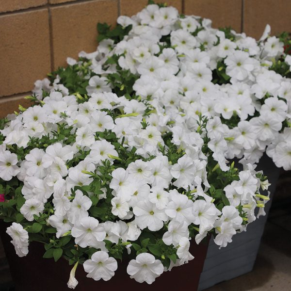 Petunia E3 Easy Wave White F1 Seed Hot on Sale - Image 4