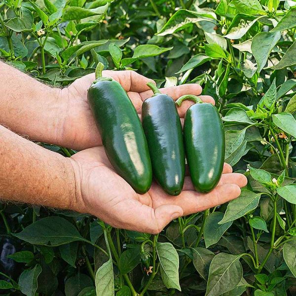 Pepper Everman F1 Seed on Sale