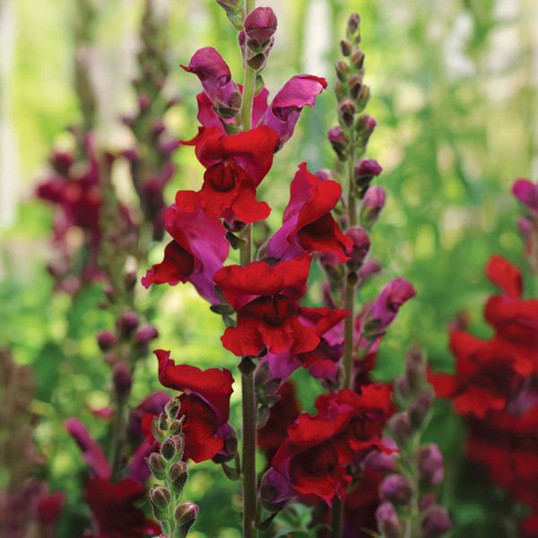 Snapdragon Rocket Red W Red Stem F1 Seed Hot on Sale