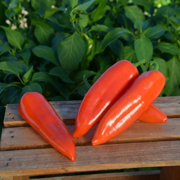 Pepper Darling F1 Seed For Discount - Image 2