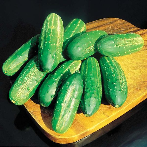 Cucumber Regal F1 Seed Online Hot Sale - Image 5