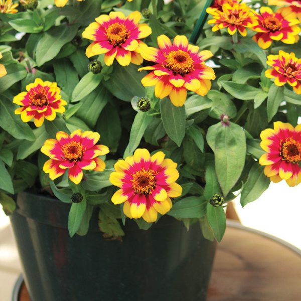Zinnia Profusion Red Yellow Bicolor Seed Online - Image 4