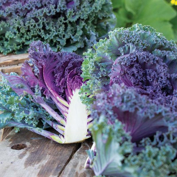 Kale Rainbow Candy Crush F1 Seed Hot on Sale - Image 3