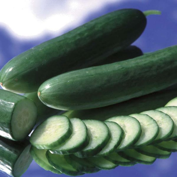 Cucumber Diva F1 Seed Cheap - Image 3