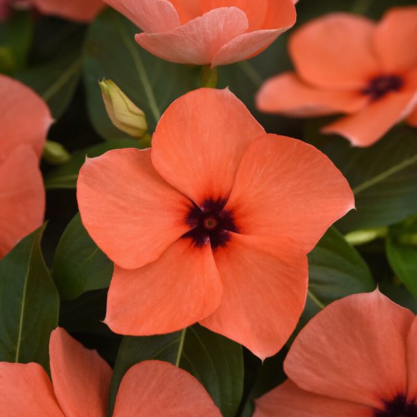 Vinca Tattoo Orange  Seed Hot on Sale