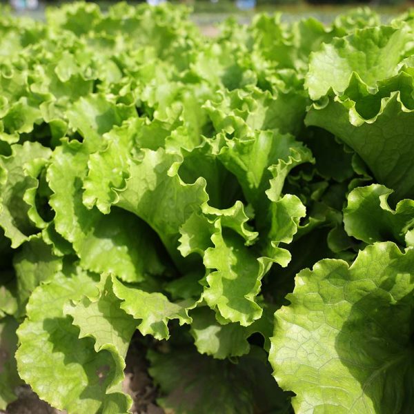 Lettuce Starstruck Seed Fashion - Image 3