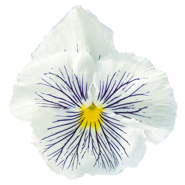 Viola Cats Plus Mix F1 Seed Discount - Image 4